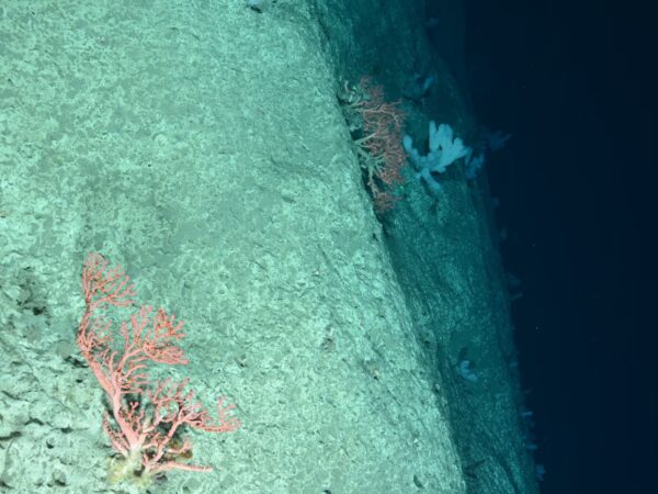 The Influence of Climate Change on Marine Migration Patterns